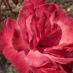 Galway Bay Climbing Rose Flowers