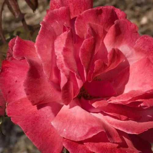Galway Bay Climbing Rose Flowers