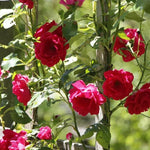 Galway Bay Climbing Rose Flowers