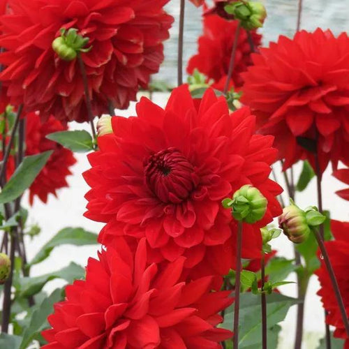 Garden Wonder Dahlia Flowers