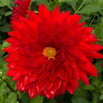 Garden Wonder Dahlia Flowers