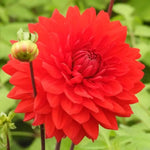Garden Wonder Dahlia Flowers
