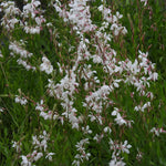 Abundant flowers of whirling butterflies gaura plants