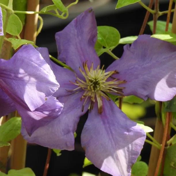 General Sikorski Clematis Flowers