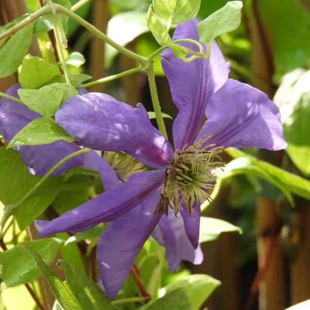 General Sikorski Clematis Flowers
