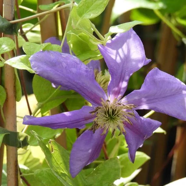 General Sikorski Clematis Flowers