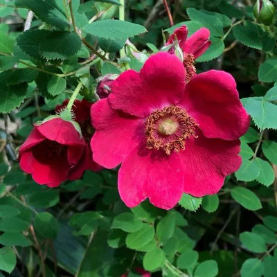Moyesii Hybrid Rose Flowers
