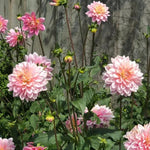 Gerrie Hoek Dahlia Flowers