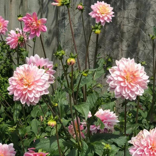 Gerrie Hoek Dahlia Flowers