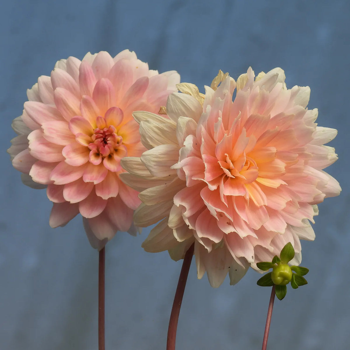 Two pink gerrie hoek dahlias with a blurred blue background