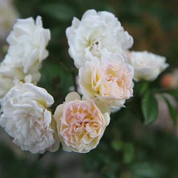Ghislaine de Feligonde Rose Flowers