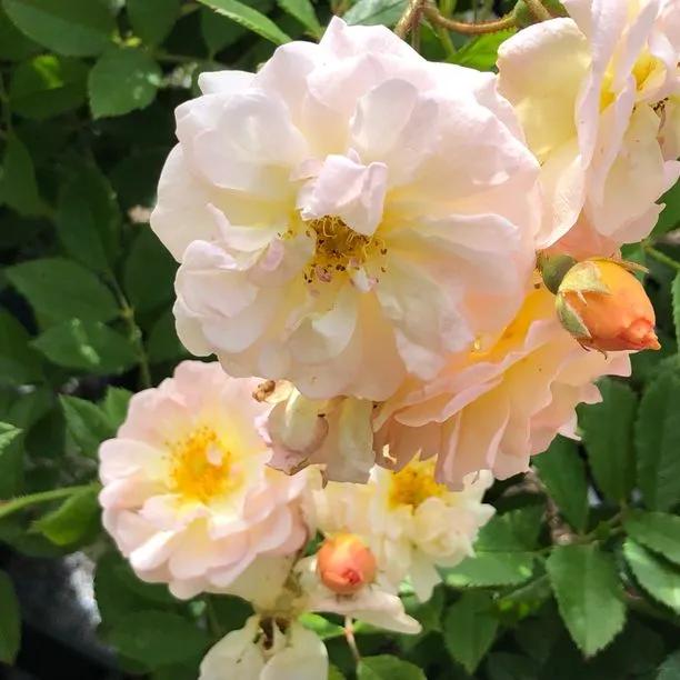 Ghislaine de Feligonde Rose Flowers