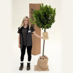 Bay Laurel Trees in Hessian Gift Bag