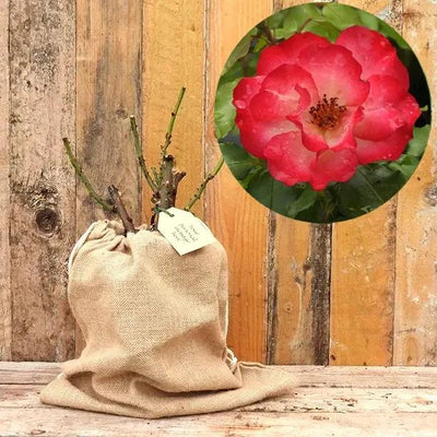 Birthday Girl Rose Bush in Hessian Gift Bag