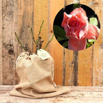 Blessings Hybrid Tea Rose Bushes in Hessian Gift Bag