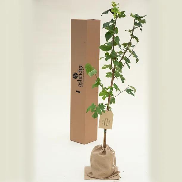 King James Mulberry Trees in Hessian Gift Bag