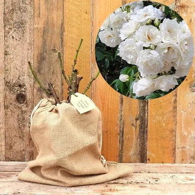 Diamond Dad Rose Bush in Hessian Gift Bag