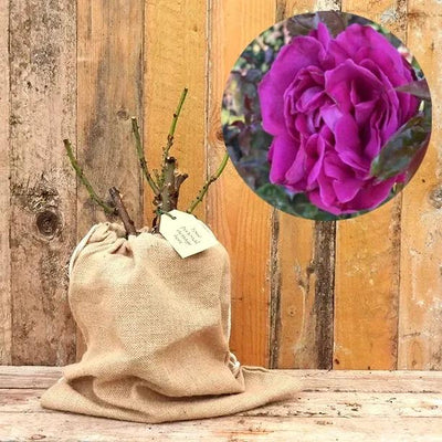 Birthday Boy Rose Bush in Hessian Gift Bag