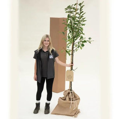 John Downie Crab Apple Trees in Hessian Gift Bag