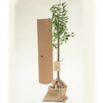 John Downie Crab Apple Trees in Hessian Gift Bag