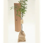 Joseph Rock Rowan Trees in Hessian Gift Bag