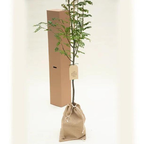 Joseph Rock Rowan Trees in Hessian Gift Bag