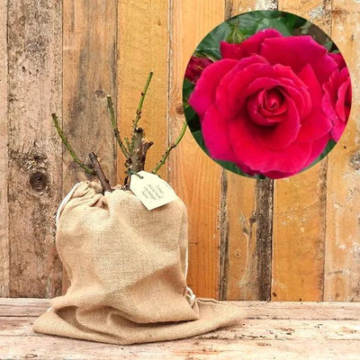 Lovestruck Rose Bushes in Hessian Gift Bag