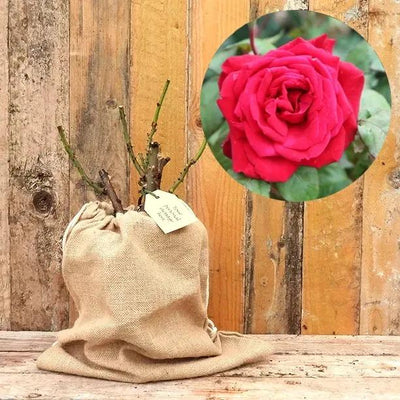 Loving Memory Rose Bush in Hessian Gift Bag