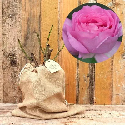 Mum-in-a-Million Rose Bush in Hessian Gift Bag