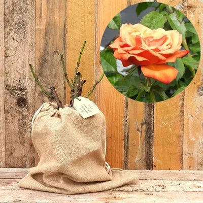 Remember Me Rose Bush in Hessian Gift Bag