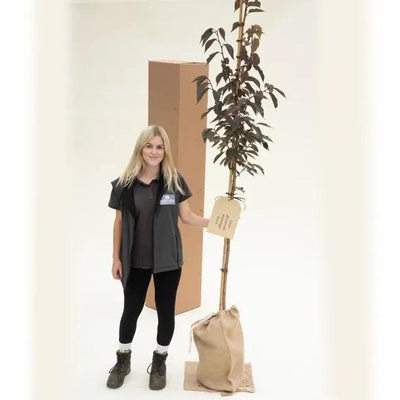 Royal Burgundy Cherry Blossom Trees in Hessian Gift Bag