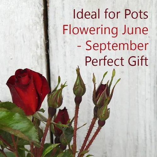 Ruby Anniversary Rose Bush in Hessian Gift Bag