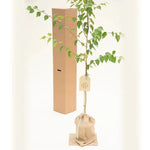 Trinity College Birch Tree in Hessian Gift Bag