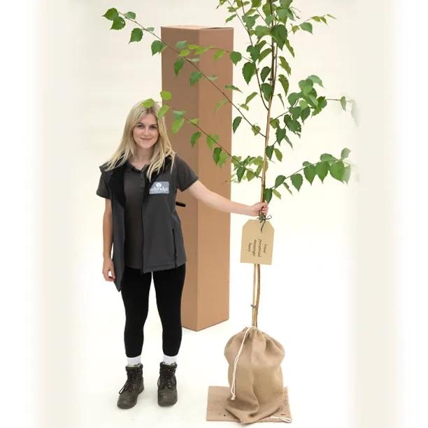 Trinity College Birch Tree in Hessian Gift Bag