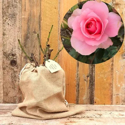 You’re Beautiful Rose Bush in Hessian Gift Bag