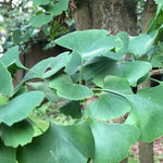 Ginkgo Biloba Leaves