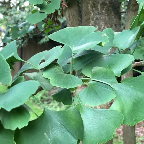 Ginkgo Biloba Leaves