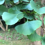 Ginkgo Biloba Leaves
