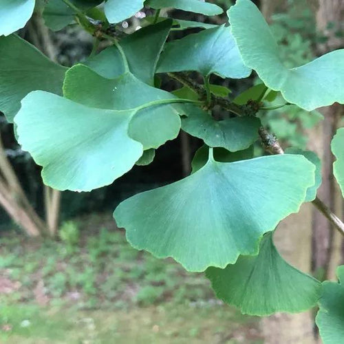 Ginkgo Biloba Leaves