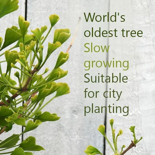 Ginkgo biloba leaves