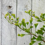 Young Ginkgo Biloba Leaves