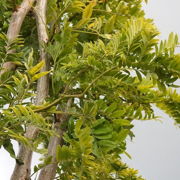 Gleditsia triacanthos Sunburst Flowers