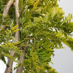 Gleditsia triacanthos Sunburst Flowers