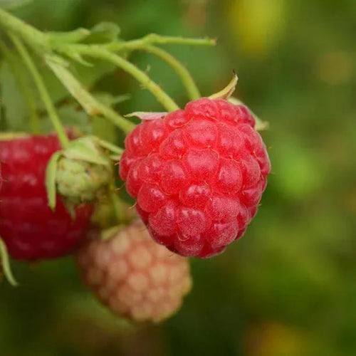 Glen Clova Raspberry Fruit on the Bush
