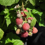 Glen Doll Raspberry Fruit on the Bush