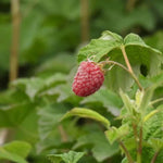 Glen Doll Raspberry Fruit on the Bush