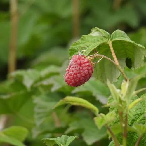Glen Doll Raspberry Fruit on the Bush