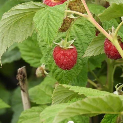 Glen Doll Raspberry Fruit on the Bush