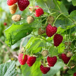 Glen Lyon Raspberries on the bush
