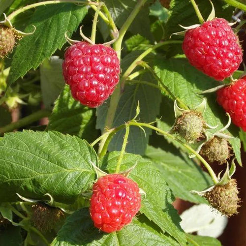 Glen Prosen Raspberry Fruit on the bush